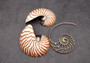 Natural Nautilus Seashell Center Sliced Set Nautilus Pompilius (1 set approx. 4+ inches) Sliced Nautilus shell set for art display & decor!