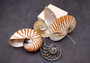 Natural Nautilus Seashell Center Sliced Set Nautilus Pompilius (1 set approx. 4+ inches) Sliced Nautilus shell set for art display & decor!