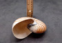 Natural Nautilus Seashell Center Sliced Set Nautilus Pompilius (1 set approx. 4+ inches) Sliced Nautilus shell set for art display & decor!