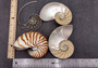 Natural Nautilus Seashell Center Sliced Set Nautilus Pompilius (1 set approx. 4+ inches) Sliced Nautilus shell set for art display & decor!