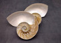 Natural Nautilus Seashell Half Cut Pair Nautilus Pompilius (1 shell pair approx. 6+ inches) Great shells for coastal decor & collections!
