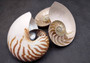 Natural Nautilus Seashell Half Cut Pair Nautilus Pompilius (1 shell pair approx. 6+ inches) Great shells for coastal decor & collections!