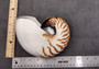 Natural Nautilus Seashell Half Cut Pair Nautilus Pompilius (1 shell pair approx. 6+ inches) Great shells for coastal decor & collections!