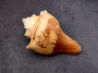Carved Conch Seashell Elephant (1 shell approx. 3+ inches) Carved Elephant Conch Shells for nautical crafting gifting display & collecting!