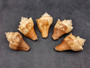 Carved Conch Seashell Elephant (1 shell approx. 3+ inches) Carved Elephant Conch Shells for nautical crafting gifting display & collecting!