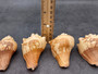 Carved Conch Seashell Elephant (1 shell approx. 3+ inches) Carved Elephant Conch Shells for nautical crafting gifting display & collecting!