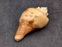 Carving Etched Conch Shell Boat and Sunset (1 shell approx. 3+ inches) Conch shells for coastal crafting display & collecting! Copyright 2024 SeaShellSupply.com