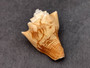 Carving Etched Conch Shell Boat and Sunset (1 shell approx. 3+ inches) Conch shells for coastal crafting display & collecting! Copyright 2024 SeaShellSupply.com