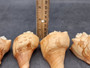Measured Carving Etched Conch Shell Boat and Sunset (1 shell approx. 3+ inches) Conch shells for coastal crafting display & collecting! Copyright 2024 SeaShellSupply.com