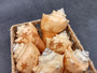 Carving Etched Conch Shell Boat and Sunset (1 shell approx. 3+ inches) Conch shells for coastal crafting display & collecting! Copyright 2024 SeaShellSupply.com