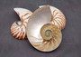 Polished Natural Nautilus Seashell Left Cut Single Half Nautilus Pompilius (1 HALF shell approx. 6+ inches) Shells for decor & collections!