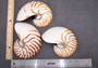 Polished Natural Nautilus Seashell Left Cut Single Half Nautilus Pompilius (1 HALF shell approx. 6+ inches) Shells for decor & collections!