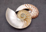 Polished Natural Nautilus Seashell Left Cut Single Half Nautilus Pompilius (1 HALF shell approx. 6+ inches) Shells for decor & collections!