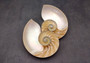 Natural Nautilus Seashell Half Cut Pair Nautilus Pompilius (1 shell pair approx. 5+ inches) Nautilus Shells for decor display & collecting!