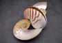 Natural Nautilus Seashell Half Cut Pair Nautilus Pompilius (1 shell pair approx. 5+ inches) Nautilus Shells for decor display & collecting!