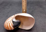 Natural Nautilus Seashell Half Cut Pair Nautilus Pompilius (1 shell pair approx. 5+ inches) Nautilus Shells for decor display & collecting!