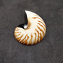 Natural Nautilus Seashell Left Cut Single Half Nautilus Pompilius (1 shell approx. 5+ inches) Shells for coastal decor & collections!