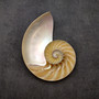 Natural Nautilus Seashell Left Cut Single Half Nautilus Pompilius (1 shell approx. 5+ inches) Shells for coastal decor & collections! Copyright 2025 SeaShellSupply.com.