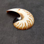 Natural Nautilus Seashell Left Cut Single Half Nautilus Pompilius (1 shell approx. 5+ inches) Shells for coastal decor & collections! Copyright 2025 SeaShellSupply.com.