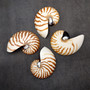 Natural Nautilus Seashell Left Cut Single Half Nautilus Pompilius (1 shell approx. 5+ inches) Shells for coastal decor & collections! Copyright 2025 SeaShellSupply.com.
