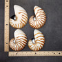 Natural Nautilus Seashell Left Cut Single Half Nautilus Pompilius (1 shell approx. 5+ inches) Shells for coastal decor & collections! Copyright 2025 SeaShellSupply.com.