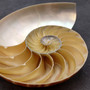 Natural Nautilus Seashell Left Cut Single Half Nautilus Pompilius (1 shell approx. 5+ inches) Shells for coastal decor & collections! Copyright 2025 SeaShellSupply.com.