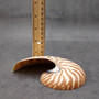 Natural Nautilus Seashell Left Cut Single Half Nautilus Pompilius (1 shell approx. 5+ inches) Shells for coastal decor & collections! Copyright 2025 SeaShellSupply.com.
