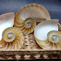 Natural Nautilus Seashell Left Cut Single Half Nautilus Pompilius (1 shell approx. 5+ inches) Shells for coastal decor & collections! Copyright 2025 SeaShellSupply.com.