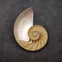 Natural Nautilus Seashell Left Cut Single Half Nautilus Pompilius (1 shell approx. 5+ inches) Shells for coastal decor & collections! Copyright 2025 SeaShellSupply.com.