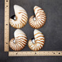 Natural Nautilus Seashell Left Cut Single Half Nautilus Pompilius (1 shell approx. 5+ inches) Shells for coastal decor & collections! Copyright 2025 SeaShellSupply.com.
