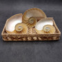 Natural Nautilus Seashell Left Cut Single Half Nautilus Pompilius (1 shell approx. 5+ inches) Shells for coastal decor & collections! Copyright 2025 SeaShellSupply.com.