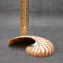 Natural Nautilus Seashell Left Cut Single Half Nautilus Pompilius (1 shell approx. 5+ inches) Shells for coastal decor & collections! Copyright 2025 SeaShellSupply.com.