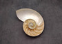 Natural Nautilus Seashell Right Cut Single Half Nautilus Pompilius (1 HALF shell approx. 5+ inches) Shells for crafts and collections!