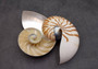 Natural Nautilus Seashell Right Cut Single Half Nautilus Pompilius (1 HALF shell approx. 5+ inches) Shells for crafts and collections!