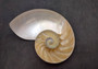 Natural Nautilus Seashell Right Cut Single Half Nautilus Pompilius (1 HALF shell approx. 5+ inches) Shells for crafts and collections!