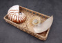 Natural Nautilus Seashell Right Cut Single Half Nautilus Pompilius (1 HALF shell approx. 5+ inches) Shells for crafts and collections!