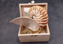 Natural Nautilus Seashell Right Cut Single Half Nautilus Pompilius (1 HALF shell approx. 5+ inches) Shells for crafts and collections!