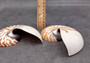 Natural Nautilus Seashell Right Cut Single Half Nautilus Pompilius (1 HALF shell approx. 5+ inches) Shells for crafts and collections!