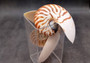 Natural Nautilus Seashell Right Cut Single Half Nautilus Pompilius (1 HALF shell approx. 5+ inches) Shells for crafts and collections!
