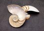 Polished Natural Nautilus Seashell Right Cut Single Half Nautilus Pompilius (1 HALF shell approx. 6+ inches) Shells for decor & collections!
