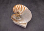 Polished Natural Nautilus Seashell Right Cut Single Half Nautilus Pompilius (1 HALF shell approx. 6+ inches) Shells for decor & collections!