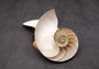 Natural Nautilus Seashell Left Cut Single Half Nautilus Pompilius (1 HALF shell approx. 7+ inches) Shells for coastal decor & collections!