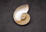 Natural Nautilus Seashell Left Cut Single Half Nautilus Pompilius (1 HALF shell approx. 7+ inches) Shells for coastal decor & collections!