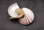 Natural Nautilus Seashell Left Cut Single Half Nautilus Pompilius (1 HALF shell approx. 7+ inches) Shells for coastal decor & collections!