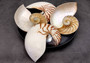 Natural Nautilus Seashell Left Cut Single Half Nautilus Pompilius (1 HALF shell approx. 7+ inches) Shells for coastal decor & collections!