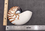 Natural Nautilus Seashell Left Cut Single Half Nautilus Pompilius (1 HALF shell approx. 7+ inches) Shells for coastal decor & collections!