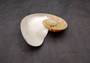 Natural Nautilus Seashell Right Cut Single Half Nautilus Pompilius (1 HALF shell approx. 7+ inches) Shells for coastal decor & collections!