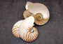 Natural Nautilus Seashell Right Cut Single Half Nautilus Pompilius (1 HALF shell approx. 7+ inches) Shells for coastal decor & collections!