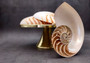 Natural Nautilus Seashell Right Cut Single Half Nautilus Pompilius (1 HALF shell approx. 7+ inches) Shells for coastal decor & collections!