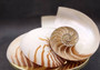 Natural Nautilus Seashell Right Cut Single Half Nautilus Pompilius (1 HALF shell approx. 7+ inches) Shells for coastal decor & collections!